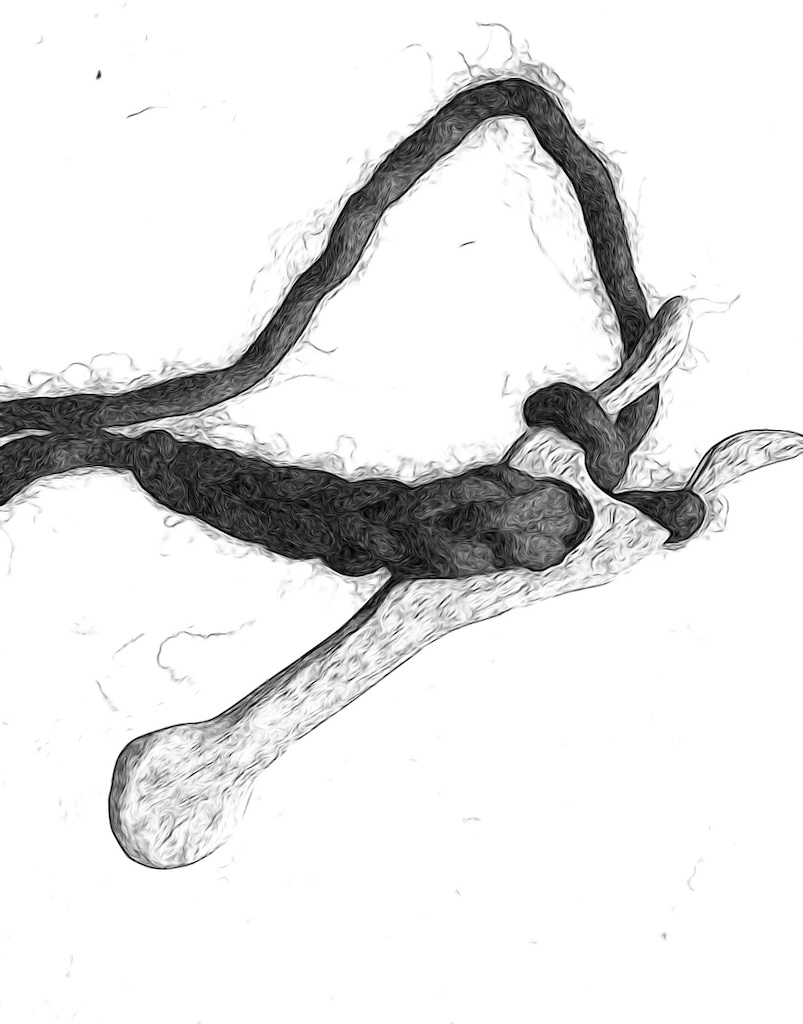 Un dibujo de lucet