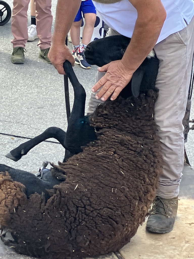 Esquilero de Antonia en Martiherrero